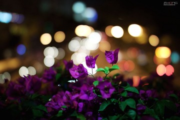 IMG_8000.jpg