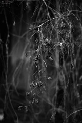 IMG_3004.jpg