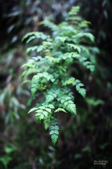 IMG_4485.jpg