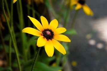 IMGP1102.jpg