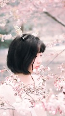 樱花季屏保