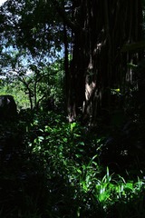 CDE289E9-5C02-4836-9E7E-9C46D2A9B8C0/L0/001