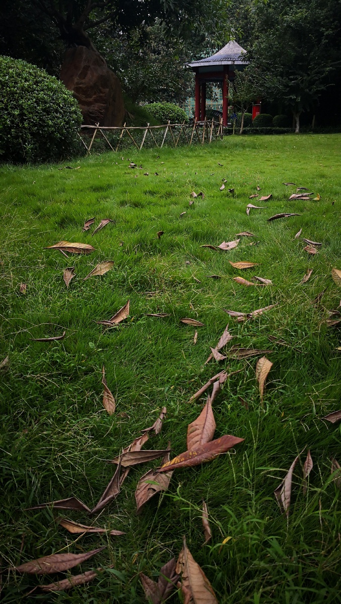 谁载飘飘落叶心