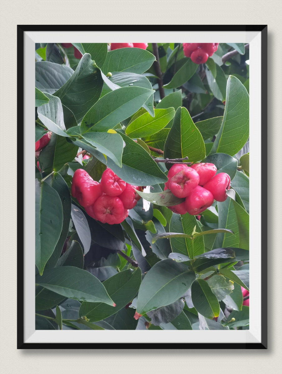 莲雾洋蒲桃在台湾又叫莲雾是热带多年生常绿乔木