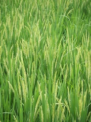 36D6D8ED-562A-4D1D-BB35-1AB3EF40303A/L0/001