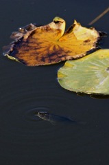 DSC05295.jpg
