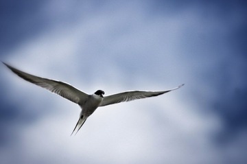 IMG_0095.JPG
