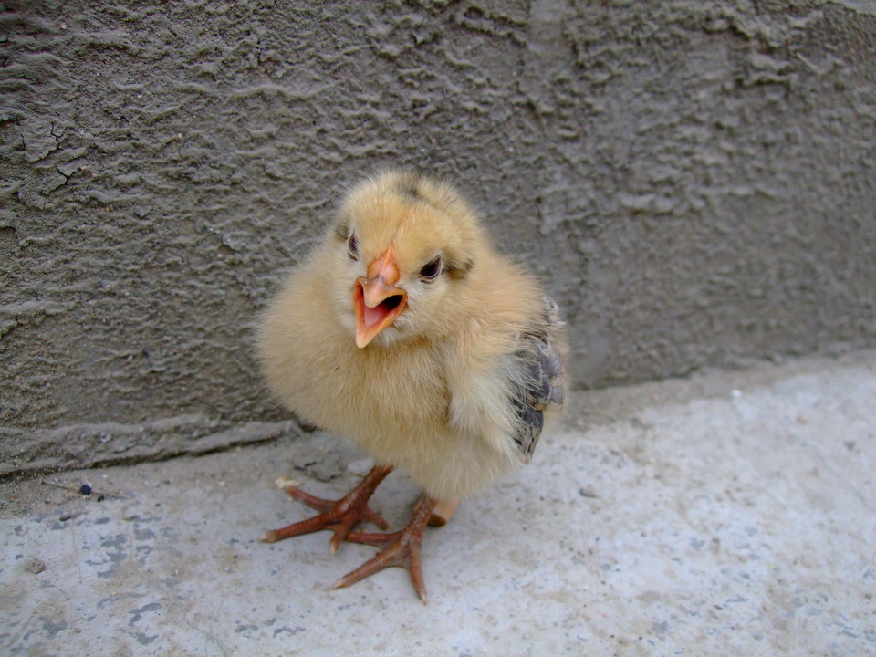 这只小雏鸡还没我拳头大.但是叫起来 好吵人啊
