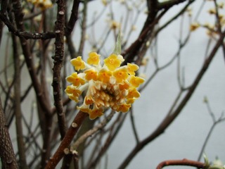 探春