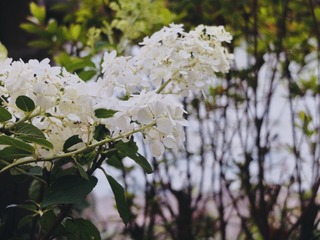 B373DF65-6B28-401E-A75E-54B98DBAA563/L0/001