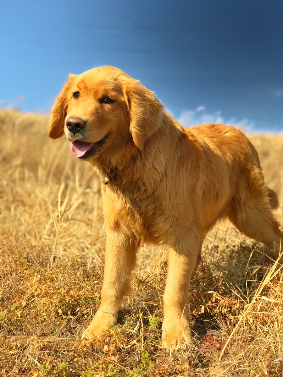 我已长成大后生