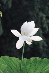 36FB5FE5-6E6F-4A1F-9E80-B6965DF4CB0E/L0/001