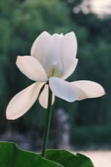 7D5E1017-3433-4EEA-B9EF-623AB20F43A3/L0/001