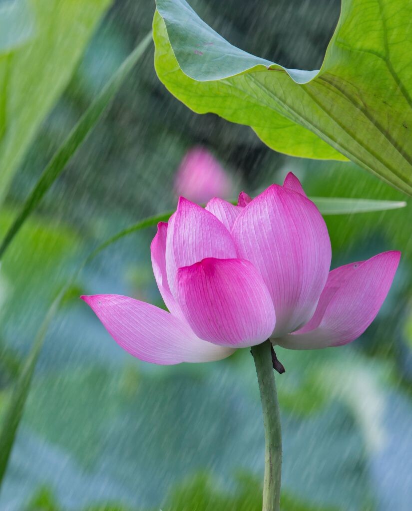 为你挡风遮雨<br />
叶为花而生，花因叶而美……