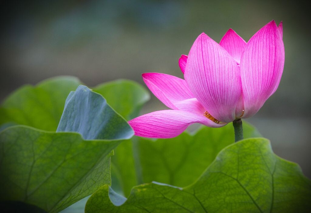 出水芙蓉<br />
