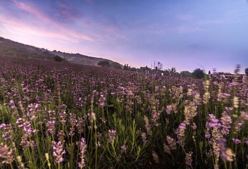 _MG_5790.jpg
