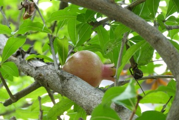P1020396