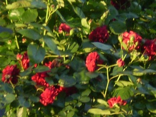 BDCAB91A-A624-4B44-8D54-BEE49CDB9A21/L0/001
