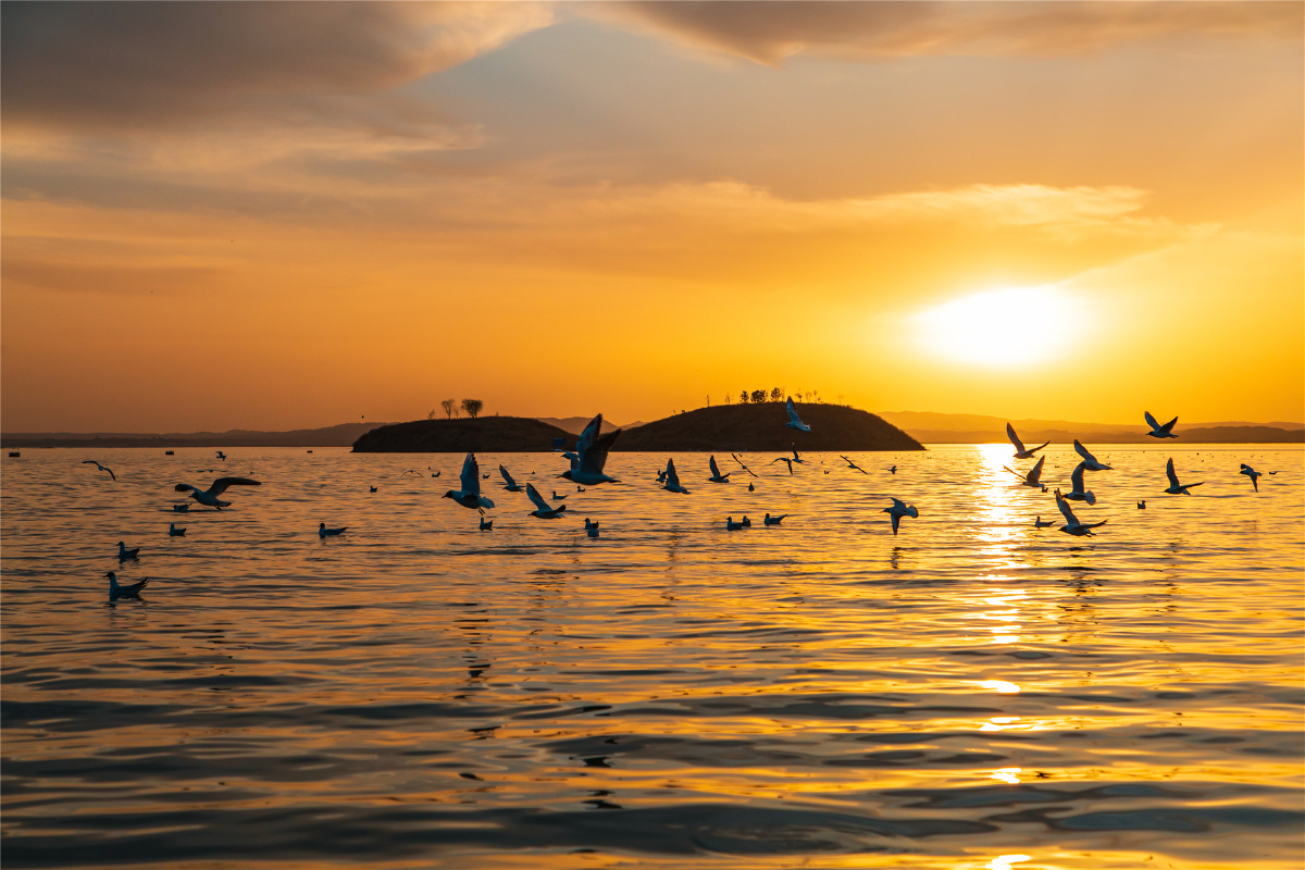 四月到乌海湖看红嘴鸥,乌海是内蒙古的一个小众旅游目的地 - 背包行天