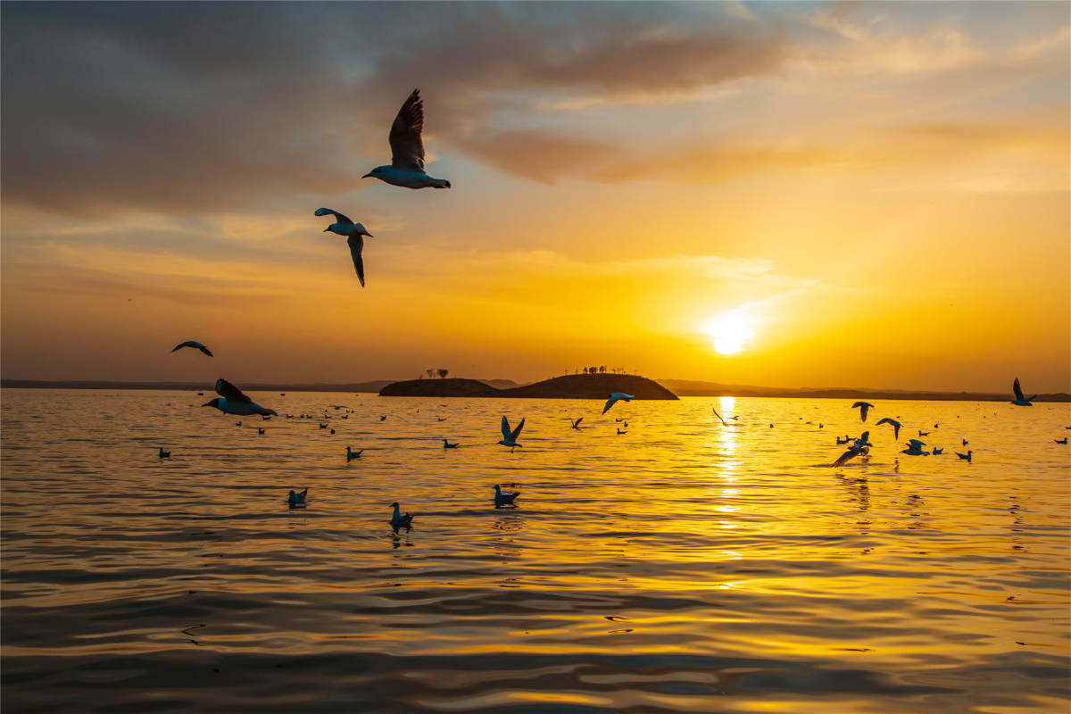 四月到乌海湖看红嘴鸥,乌海是内蒙古的一个小众旅游目的地 - 背包行天