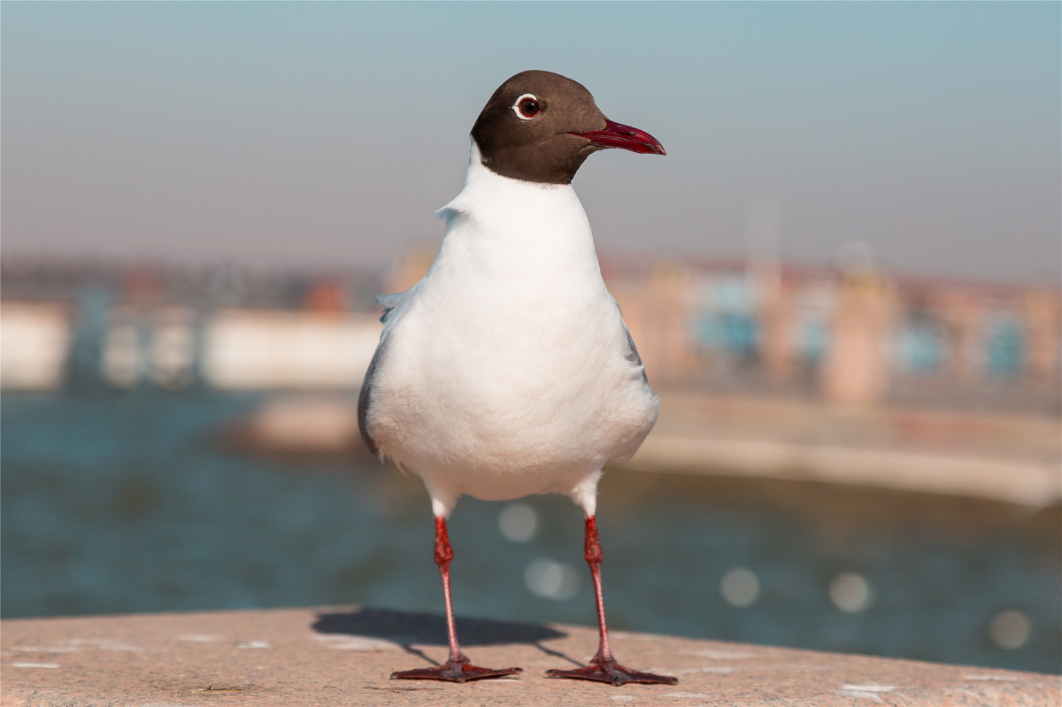 四月到乌海湖看红嘴鸥乌海是内蒙古的一个小众旅游目的地