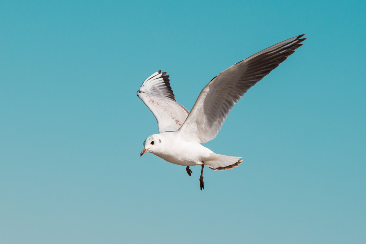 四月到乌海湖看红嘴鸥乌海是内蒙古的一个小众旅游目的地