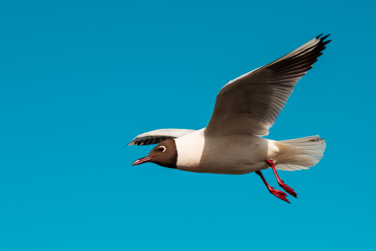 四月到乌海湖看红嘴鸥乌海是内蒙古的一个小众旅游目的地