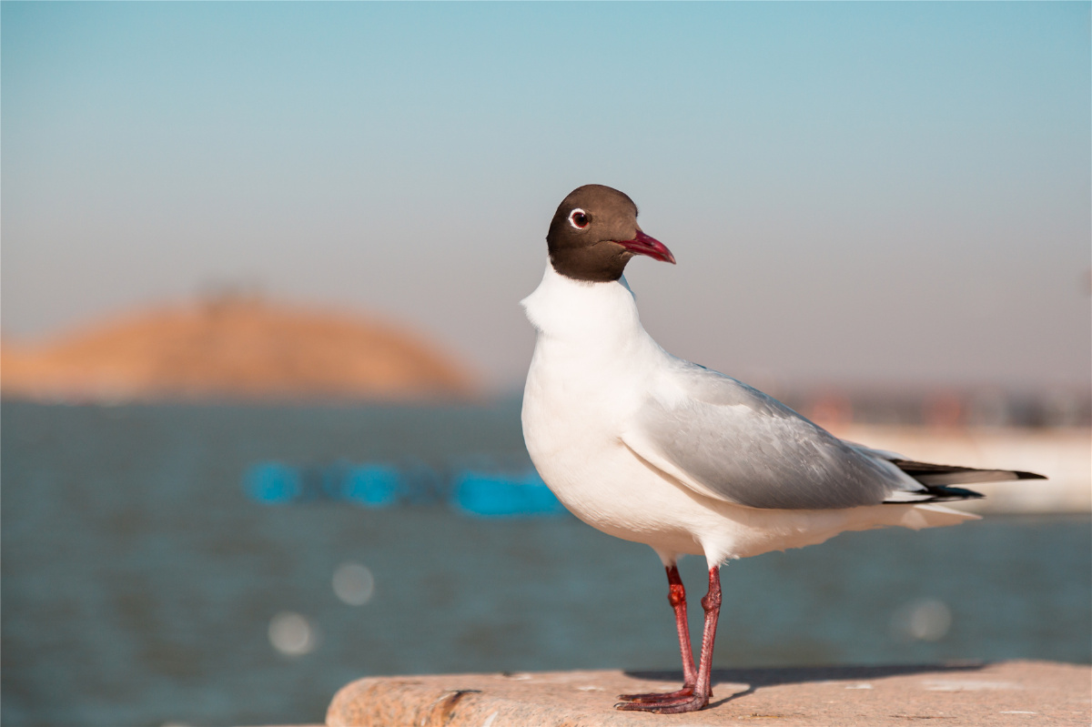四月到乌海湖看红嘴鸥乌海是内蒙古的一个小众旅游目的地