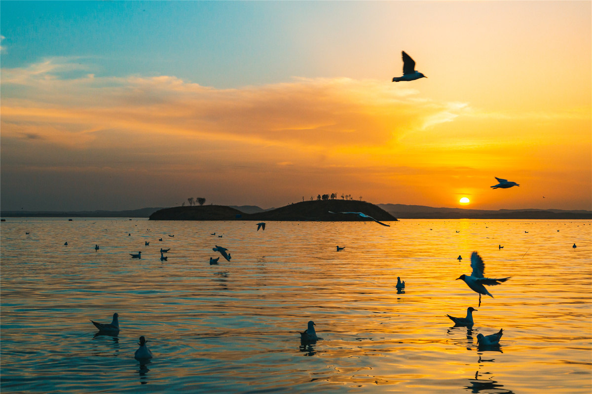四月到乌海湖看红嘴鸥乌海是内蒙古的一个小众旅游目的地