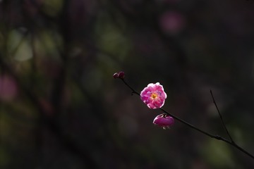 1000050241
