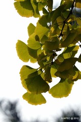 DSC_0312.JPG