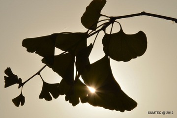 DSC_0323_T.jpg