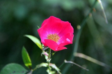 DSC_0234.JPG