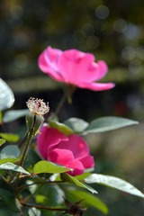 DSC_0235.JPG