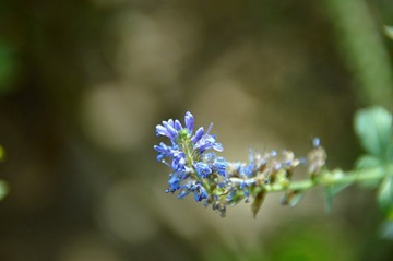 DSC_0255.JPG