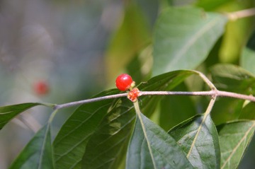 DSC_0245.JPG