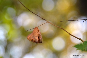 DSC_0285.JPG