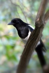 DSC_0250.JPG
