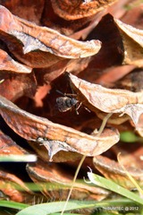 DSC_0309.JPG