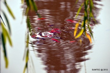 DSC_0351.JPG