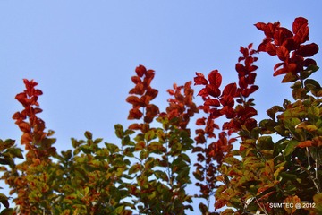 DSC_0298_T.jpg