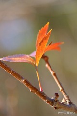 DSC_0950.JPG