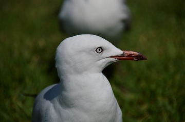 DSC_0217.jpg