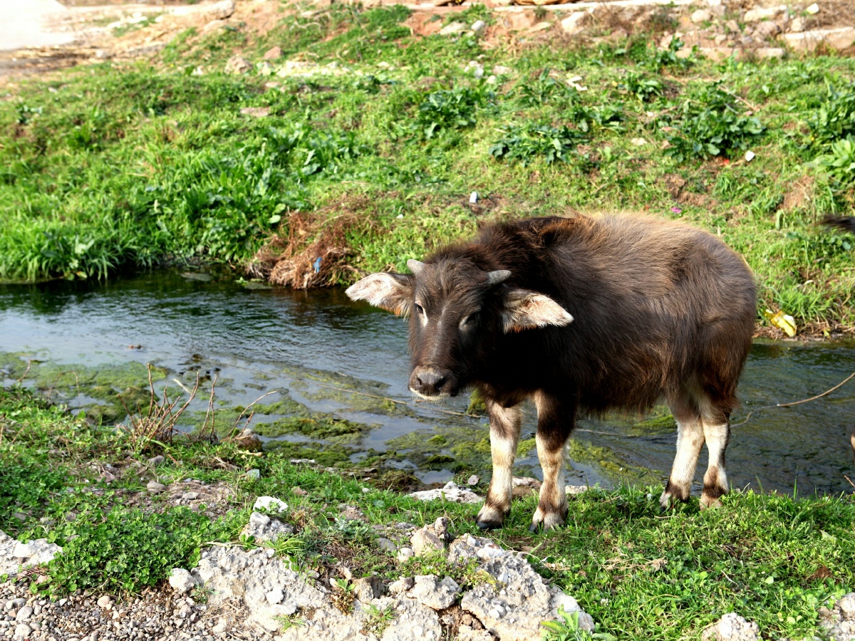 水牛犊