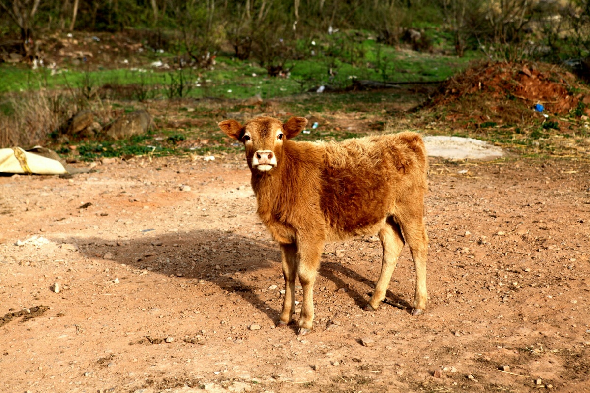 黄牛犊