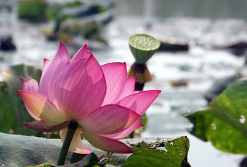 莲