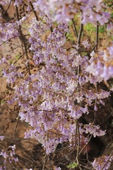 20106