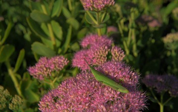 DSC_0710.jpg