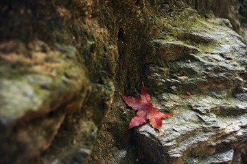 DSC_1198复件.jpg