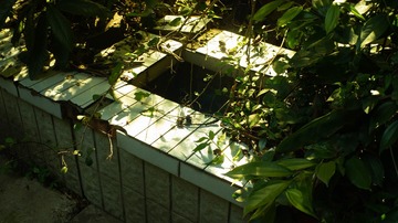 1000042261